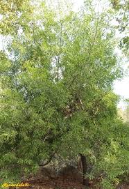 Image result for Acacia haematoxylon