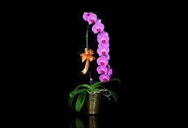 Develop more effective agricultural methodology for the better yield of natural flora. Expert Tips From Orchid Culture How To Make Your Phalaenopsis Blooms More Long Lasting Options The Edge