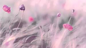 This Instrumental Piano Music Is So Relaxing And Meditative Enjoy Calm Music For Meditation Sound Therapy Romantic Relaxing Music Piano Music Music Therapy