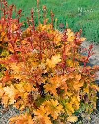 We did not find results for: Heuchera Amber Waves Media Database