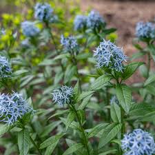 Image result for Tabernaemontana