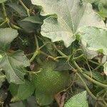 Image result for Lagenaria sphaerica