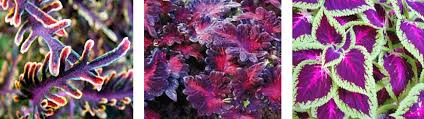 Image result for Coleus shirensis