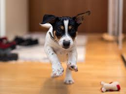 You will need to train your dog not to strain at the leash or try to chase every squirrel he sees. Puppy Development From 3 To 6 Months