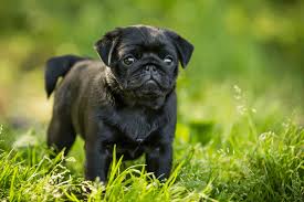 Best Quality Pug Puppy For Sale Singapore January 2022