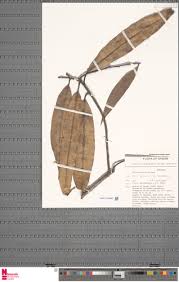 Image result for Ficus barteri