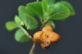 Image result for Grewia holtzii