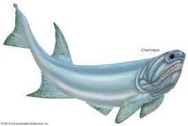 Image result for Cheirostylis lepida