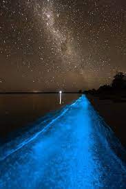 Sorry for being so snappish with you, i'm just having my red tide at the moment. Red Tide Blue Tide Bioluminescence In The Ocean