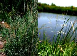 Image result for Panicum repens