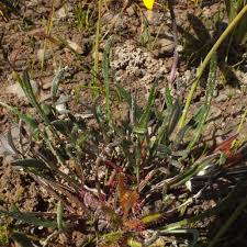 Image result for Gazania krebsiana