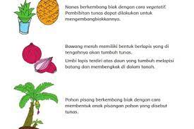 Mamalia laut yang berkembang biak dengan cara beranak adalah …. Daftar Jenis Tanaman Dan Cara Berkembang Biak Contoh Tanaman Yang Berkembang Biak Dengan Cara Vegetatif Seputar Lampung