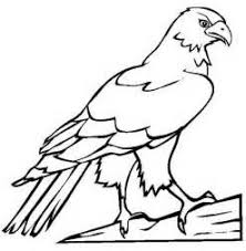 Falcon Coloring Pages Bird Coloring Pages Falcon Drawing Coloring Pages
