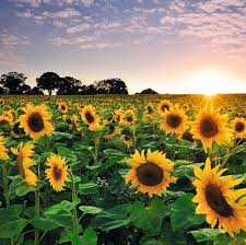 While it starts to cool down, why not skip the theme parks and explore some of florida's most beautiful natural wonders? 8 Sunflower Fields In The Uk To Visit This Summer