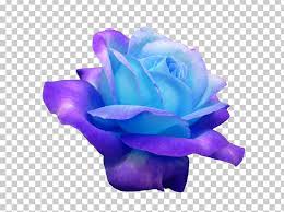 The blooms below range in shades from light lilac to deep violet. Blue Rose Purple Violet Png Clipart Blue Blue Flower Blue Rose Cobalt Blue Cut Flowers Free