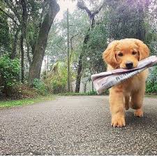 *** accepting reservations *** for information, please email to letsrunum@hotmail.com or go to www.oodlesofdoodles.online frida & quigley multigen goldendoodles (adult picture of frida coming) 130 Puppies And Rainbows Ideas Puppies Cute Animals Cute Dogs