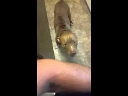 13 Reasons Why Your Dog Wraps His Paws Around You Arm Leg