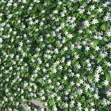 Check spelling or type a new query. 3d Model Xfrogplants Avalanche Clematis Cartmanii