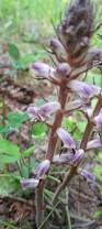 Image result for Orobanche minor