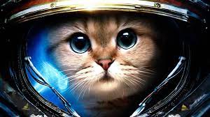 Adorable pics of baby animals bring instant happiness. 49 Desktop Wallpaper Cats On Wallpapersafari