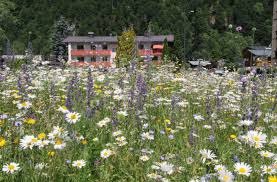 Hier leuchtet es, es surrt und schwirrt: Eine Blumenwiese Fur Jeden Garten Tiroler Bildungsforum Tiroler Bildungsforum