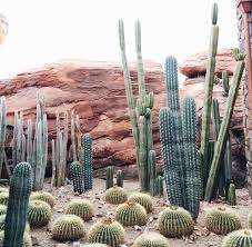 I have heard the term used to describe fouquieria is the genus commonly known as ocotillo. Pin By Virginia On Outdoors Desert Aesthetic Nature Photography Cactus