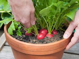 One of the easiest vegetables to grow is peas and can be planted in the early spring then again when it gets cooled in the fall. Best Vegetables To Grow In Pots Most Productive Vegetables For Containers Balcony Garden Web
