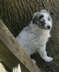 Havanese mix type nonshedding financing. Pets And Animals For Sale Motley Mn