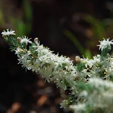 Image result for Asparagus suaveolens