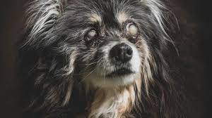 If you do not live in southern indiana then you must be willing to meet in southern indiana. Indianapolis Animal Care Shelter Is Full Offering Free Pet Adoptions
