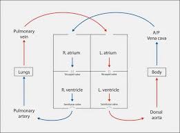 2 Cut U Paste Flowchart On The Path Of Blood Through The