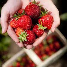 Frisch gepflückt schmecken erdbeeren noch besser. Erdbeeren Pflucken In Dortmund Und Umgebung Hier Durft Ihr Aufs Feld Dortmund