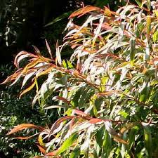 Image result for Agonis