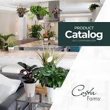Succulent market is the ultimate succulent store and is ready to provide cactus and succulent delivery in the most convenient way possible. 2021 Product Catalog Costa Farms By Costafarms Issuu