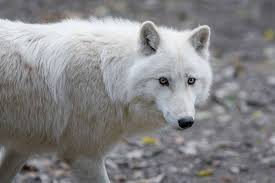Check spelling or type a new query. Arctic Wolf Profile Traits Facts Weight Skin Baby Eyes Mammal Age