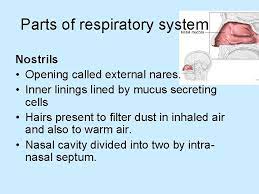 Human Respiratory System Parts Of Respiratory System Nostrils