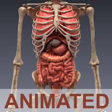 Related posts of anatomy of internal organs male anatomical diagrams for medical students. Realistic Human Internal Organs 3d Model