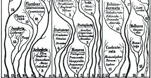 Image result for Plicosepalus sagittifolius