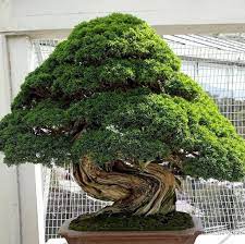 Best gift idea for mom and dad who have everything. Stunning Bonsai Plant Design Ideas For Garden 12 Bonsai Tree Types Bonsai Tree Bonsai Forest