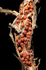 Image result for Pilostyles aethiopica