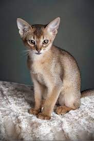 singapura katze kleinste katze der welt tiere der katze kleinste singapurakatze tiere welt catbreeds singapura k in 2020 katzen katzen rassen singapura