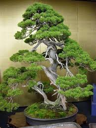 Another issue with keeping a bonsai tree indoors is that the tree needs relatively high humidity, much higher than the conditions of your house, especially ignore the label attached to your bonsai tree which states you need to water every x amount of days. By William Feldman Bonsai Bonzaitree Outdoorbonsai Indoorbonsai Indoor Bonsai Tree Bonsai Tree Bonsai Tree Types