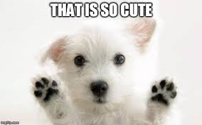 Cuteness Overload Memes Gifs Imgflip