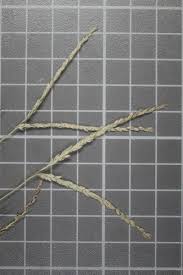 Image result for Digitaria ternata
