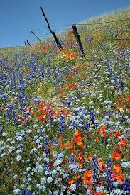 Pin By Kjmceuen On Wild Flowers California Wildflowers Wildflower Photo Wild Flowers