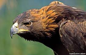 Maybe you would like to learn more about one of these? Escaped Suffolk Golden Eagle Found Safe And Well Bbc News