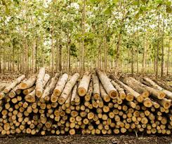 Buy Teak