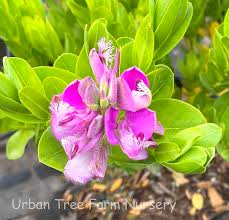 Image result for Polygala myriantha
