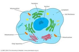 We did not find results for: Cell Diagram Showing Mitochondria Cell Diagram Cells Project Mitochondria
