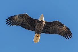 What does a bald eagle look like flying? Bald Eagle Flight 5 Photograph By Morris Finkelstein